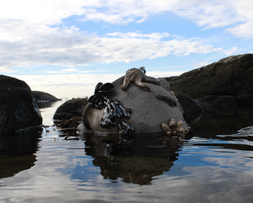 Höganäs 100 år Havets hjärta